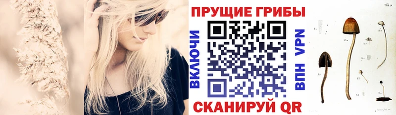 Псилоцибиновые грибы Psilocybe  где продают   Владивосток 