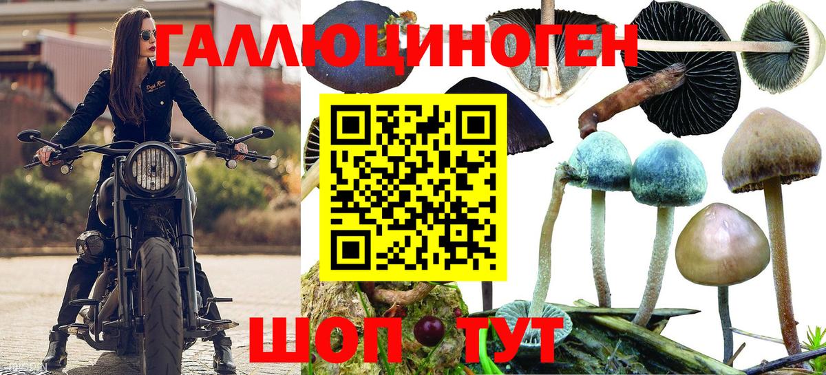 Галлюциногенные грибы Psilocybe Владивосток